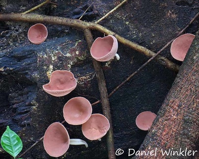 The genus name of Cookeina is in honour of Mordecai Cubitt Cooke (1825–1914), who was an English botanist and mycologist